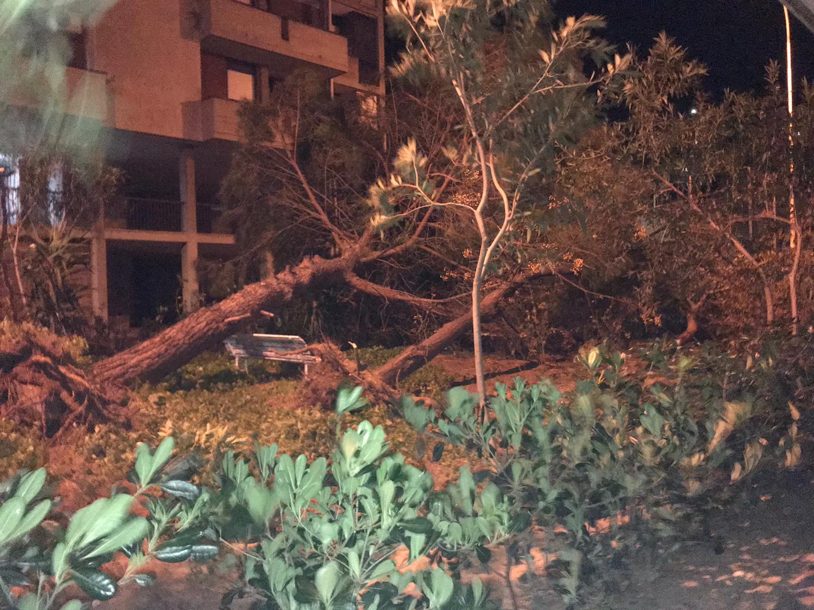 PATERNO': VENTO FORTE, ALBERI SRADICATI, AUTO DANNEGGIATE E TETTI SCOPERCHIATI