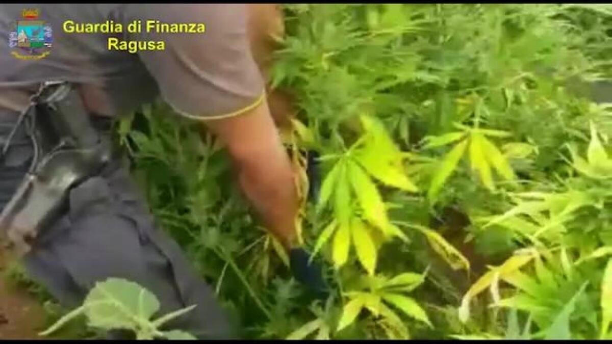 GDF SEQUESTRA MARIJUANA PER 25 MLN EURO A RAGUSA - 