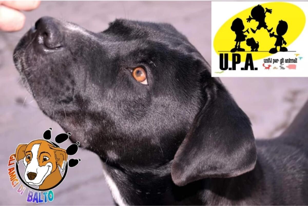 COMUNICATO DELLE ASSOCIAZIONI ANIMALISTE "UNITI PER GLI ANIMALI" E GLI AMICI DI BALTO - 
