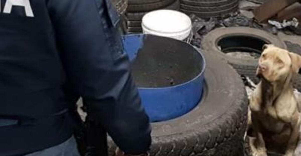 CATANIA: MECCANICI E GOMMISTI ABUSIVI CON REDDITO DI CITTADINANZA - 