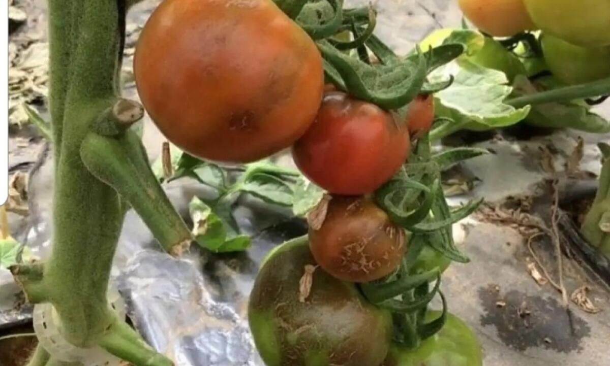 VIRUS SUI POMODORI, ALLERTA IN SICILIA - 