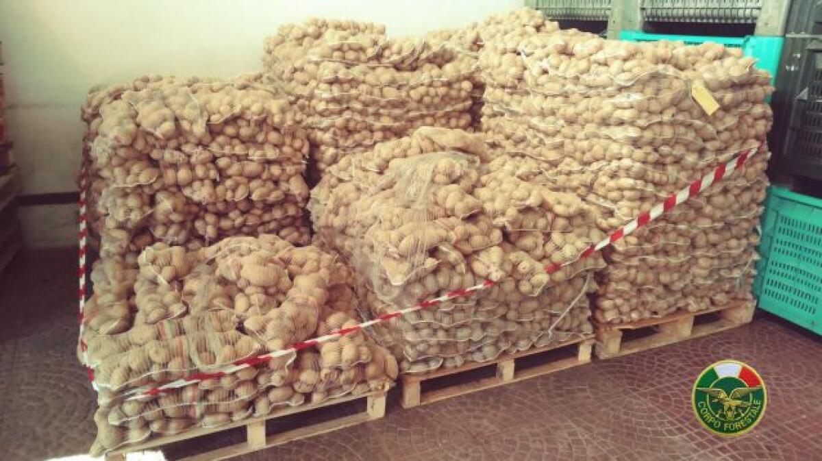 MESSINA, CONTROLLI AL MERCATO ORTOFRUTTICOLO: SEQUESTRATE CINQUE TONNELLATE DI PATATE DI DUBBIA PROVENIENZA - 