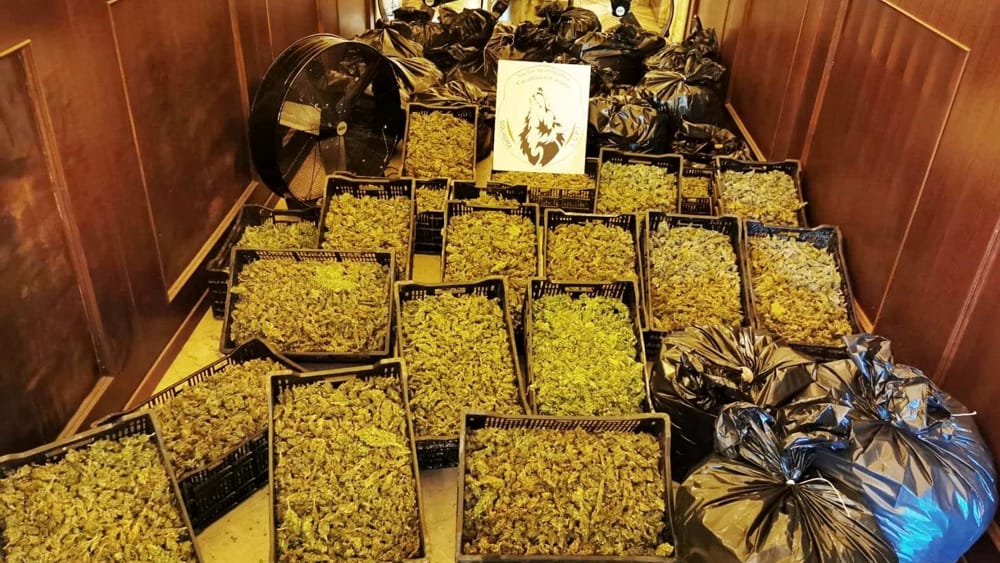BECCATI A LAVORARE E CONFEZIONARE 180 CHILOGRAMMI DI MARIJUANA NELLE CAMPAGNE DI BELPASSO, ARRESTATI