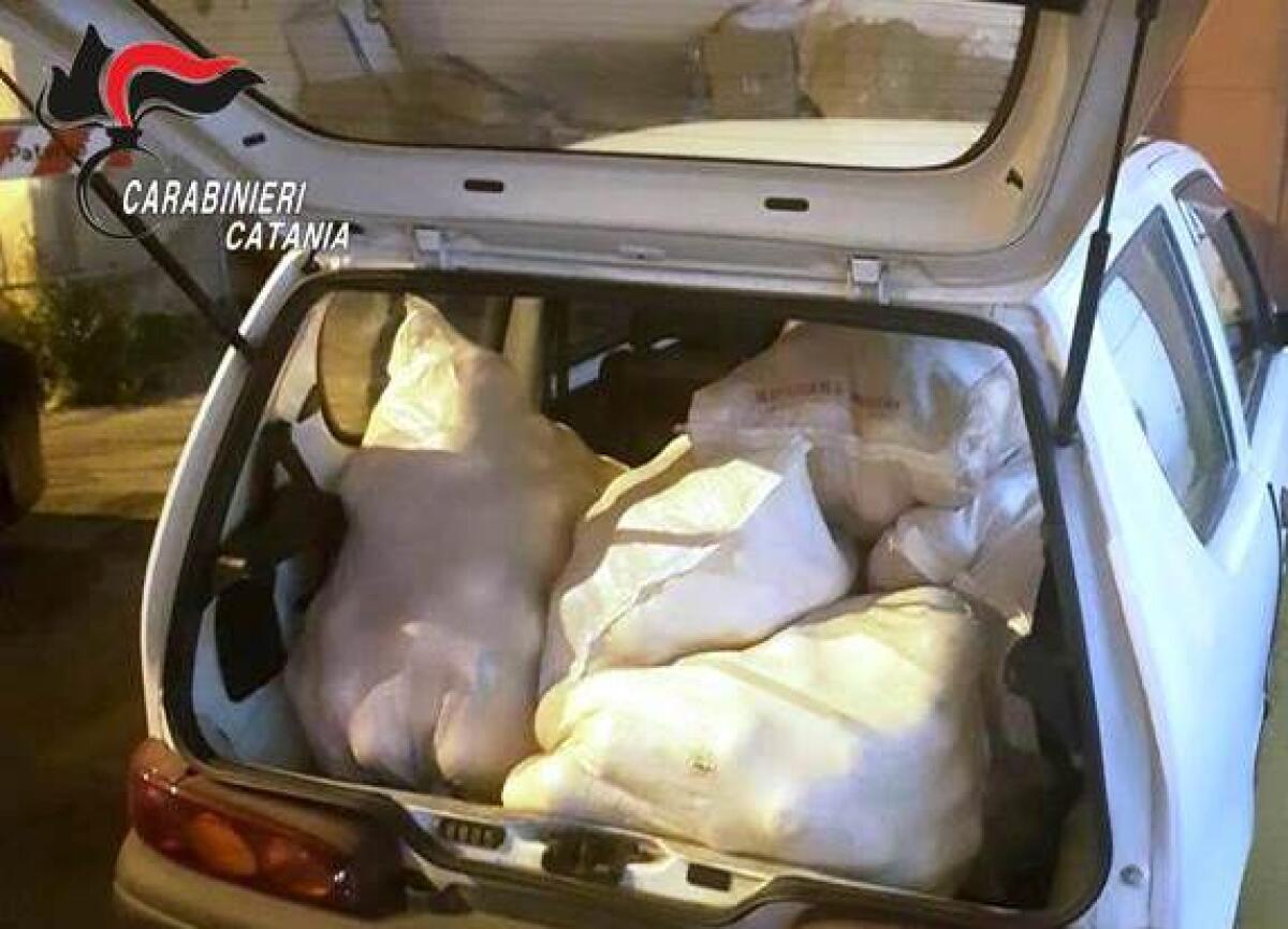 MOTTA SANT’ANASTASIA, PRESO UN ALTRO RAZZIATORE DI AGRUMI: REFURTIVA DEVOLUTA ALLA CARITAS - 