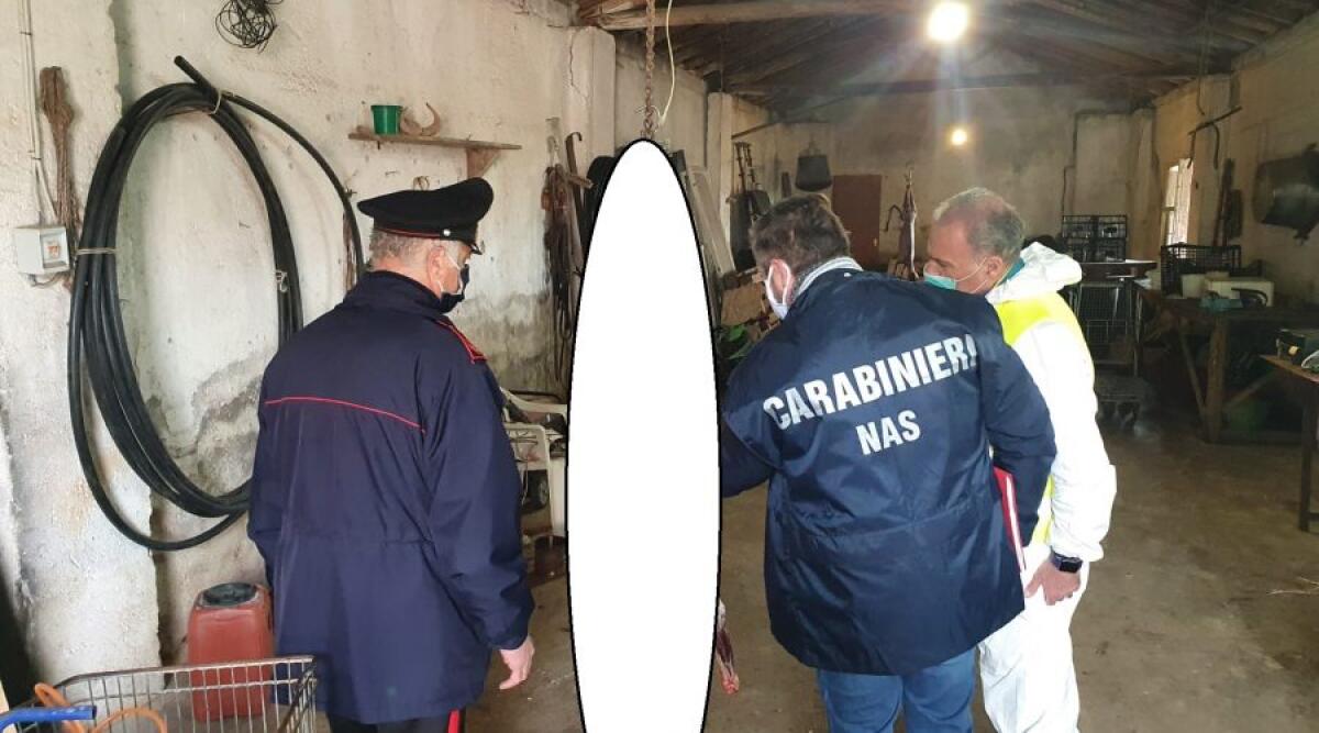MACELLAZIONE CLANDESTINA, BLITZ DEI NAS IN UN ALLEVAMENTO DEL CATANESE - 