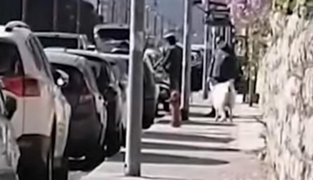 PALERMO: A PASSEGGIO CON LA PECORA AL GUINZAGLIO, FERMATO E MULTATO DALLA POLIZIA - 