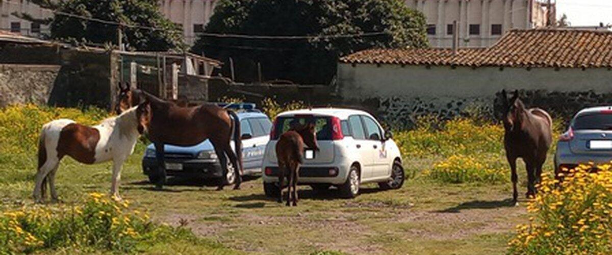 CATANIA, CAVALLI SCAPPANO DAL RECINTO: DENUNCIATO IL PROPRIETARIO. - 