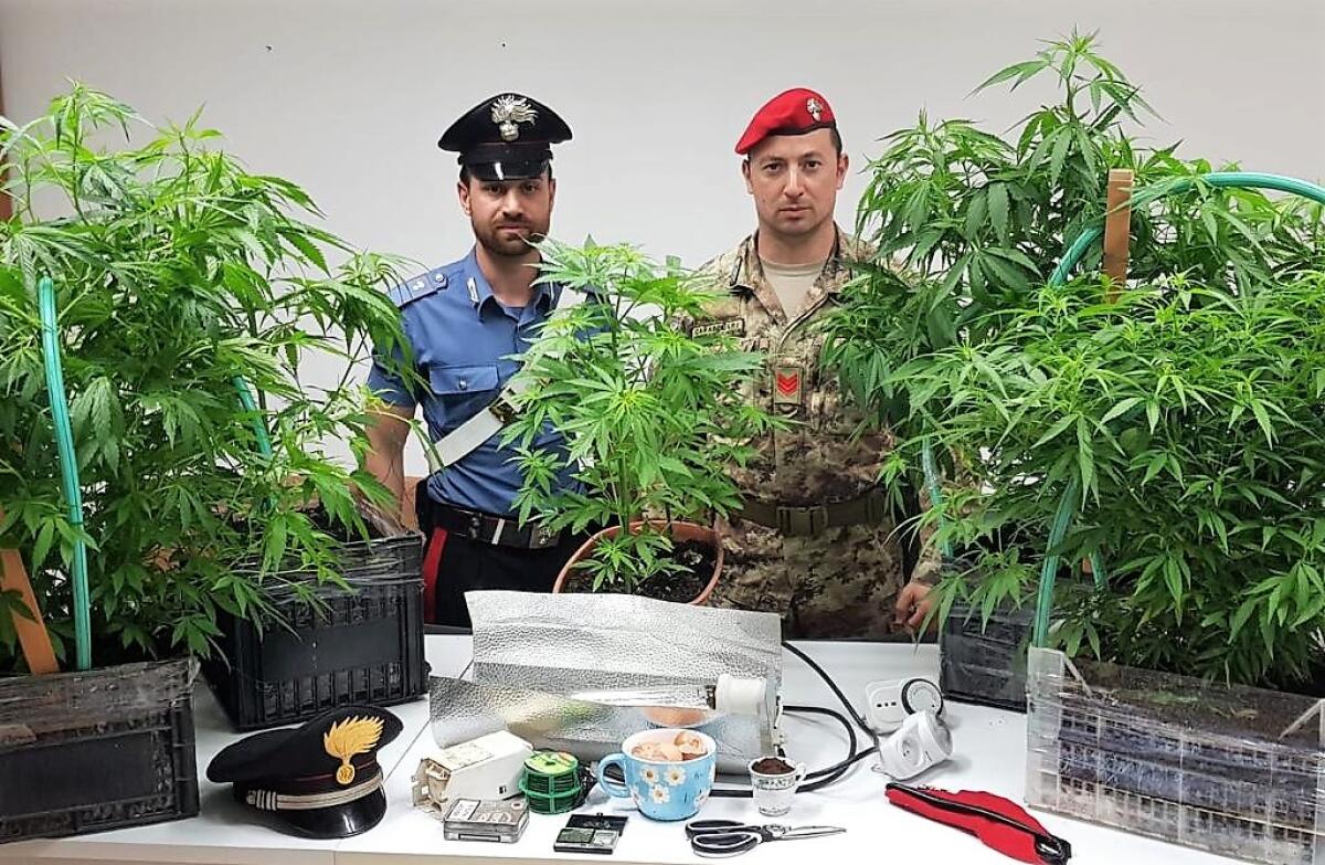 MINEO: COPPIA PRODUCEVA MARIJUANA IN CASA, LUI ARRESTATO, LEI DENUNCIATA - 