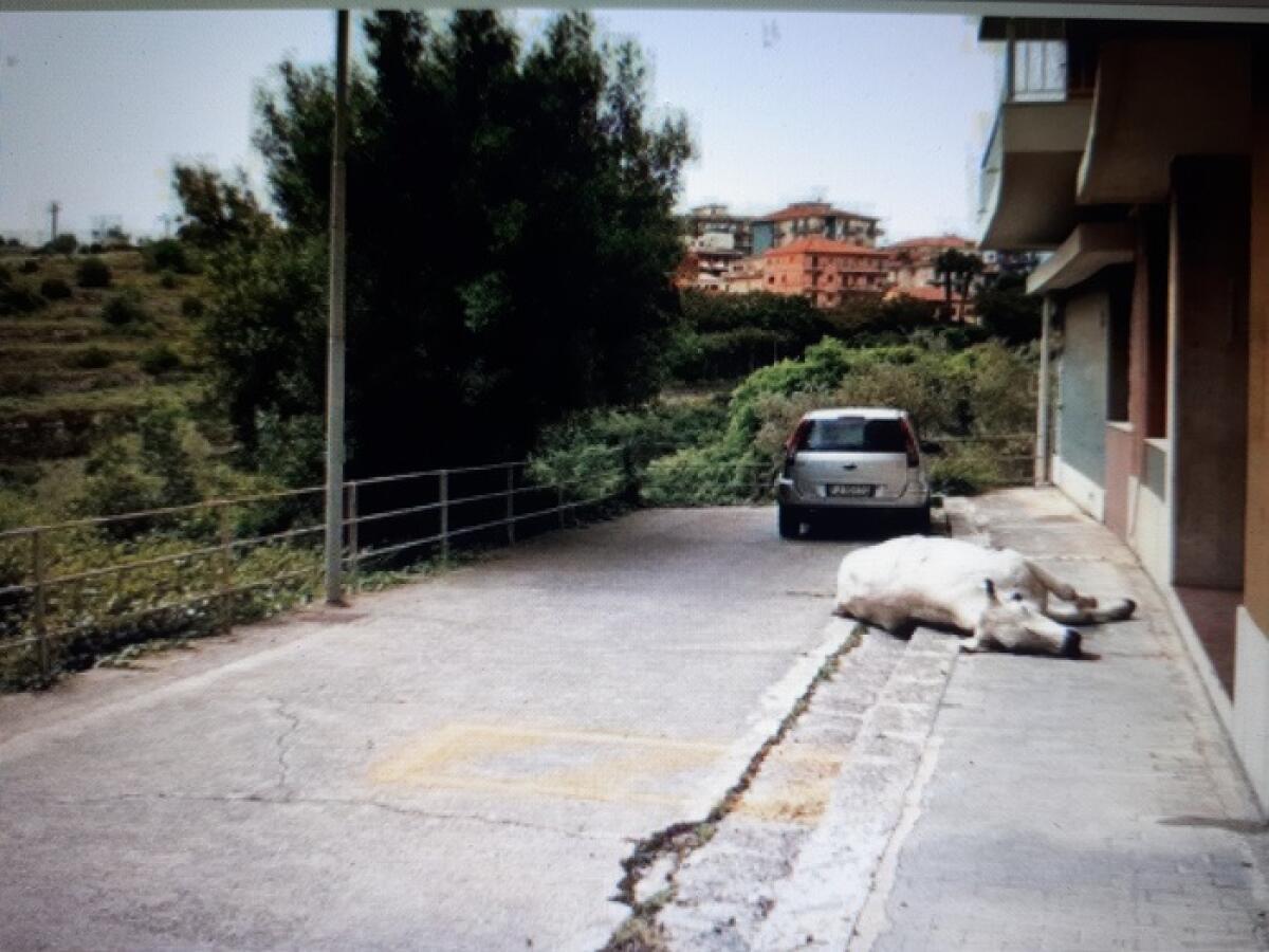 RAGUSA: MUCCA TRA LE AUTO: UCCISA A COLPI DI PISTOLA, ANIMALISTI INSORGONO - 