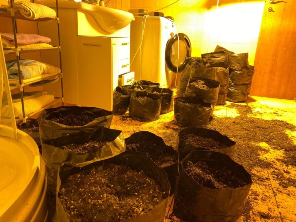 CALTAGIRONE. ALLEVATORE PRESO CON LE MANI … NELLA MARIJUANA - 