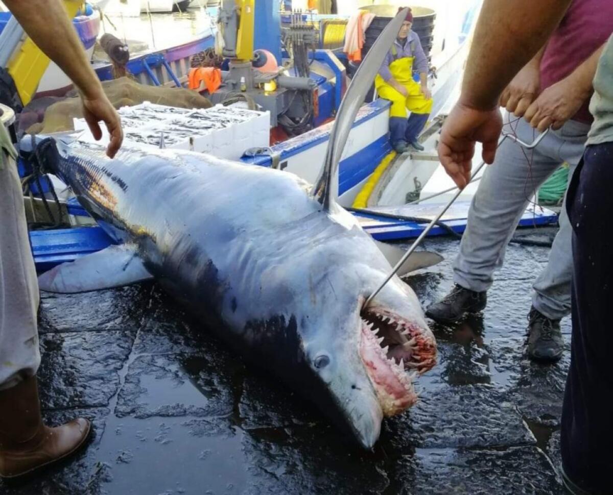 CATANIA, PESCATO UNO SQUALO DI OLTRE 3 METRI NEL MARE DI CATANIA - 