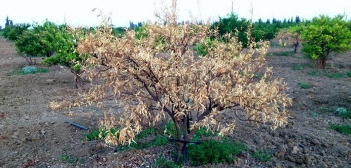 10 MILIONI DALLA REGIONE PER LE AZIENDE DANNEGGIATE DALLA “TRISTEZA” - 