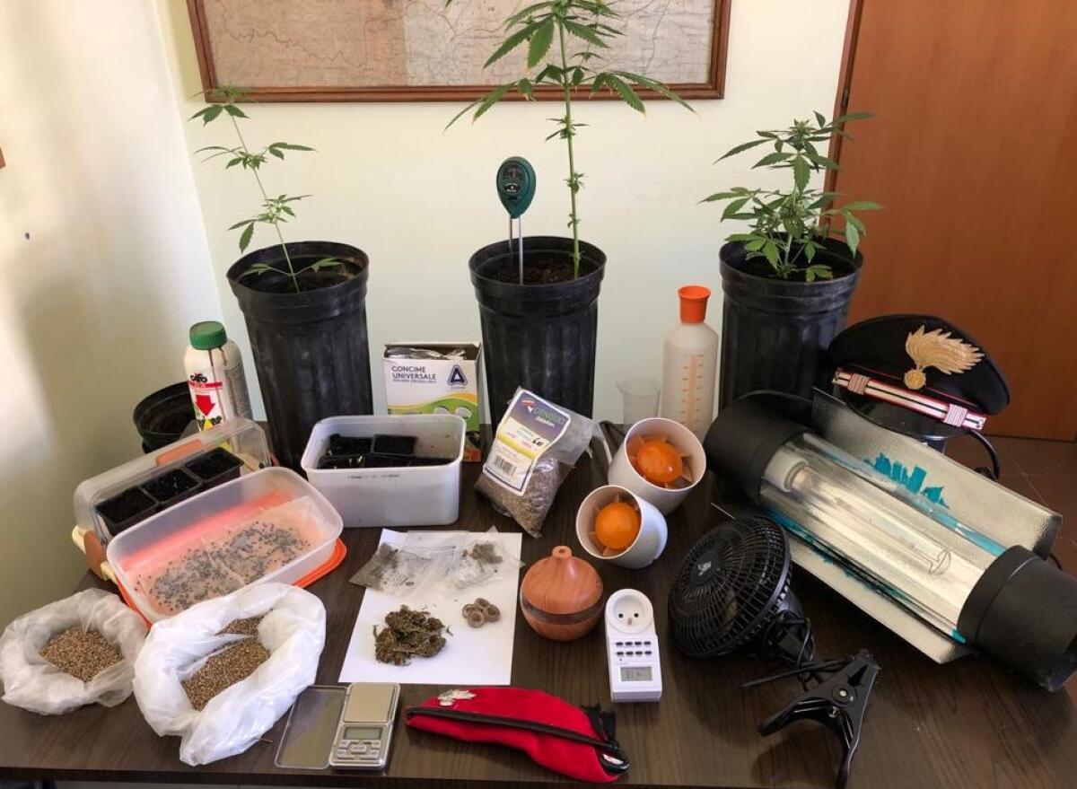 RAMACCA: SCOVATA UNA SERRA PER UNA STUPEFACENTE COLTIVAZIONE: UN ARRESTO - 