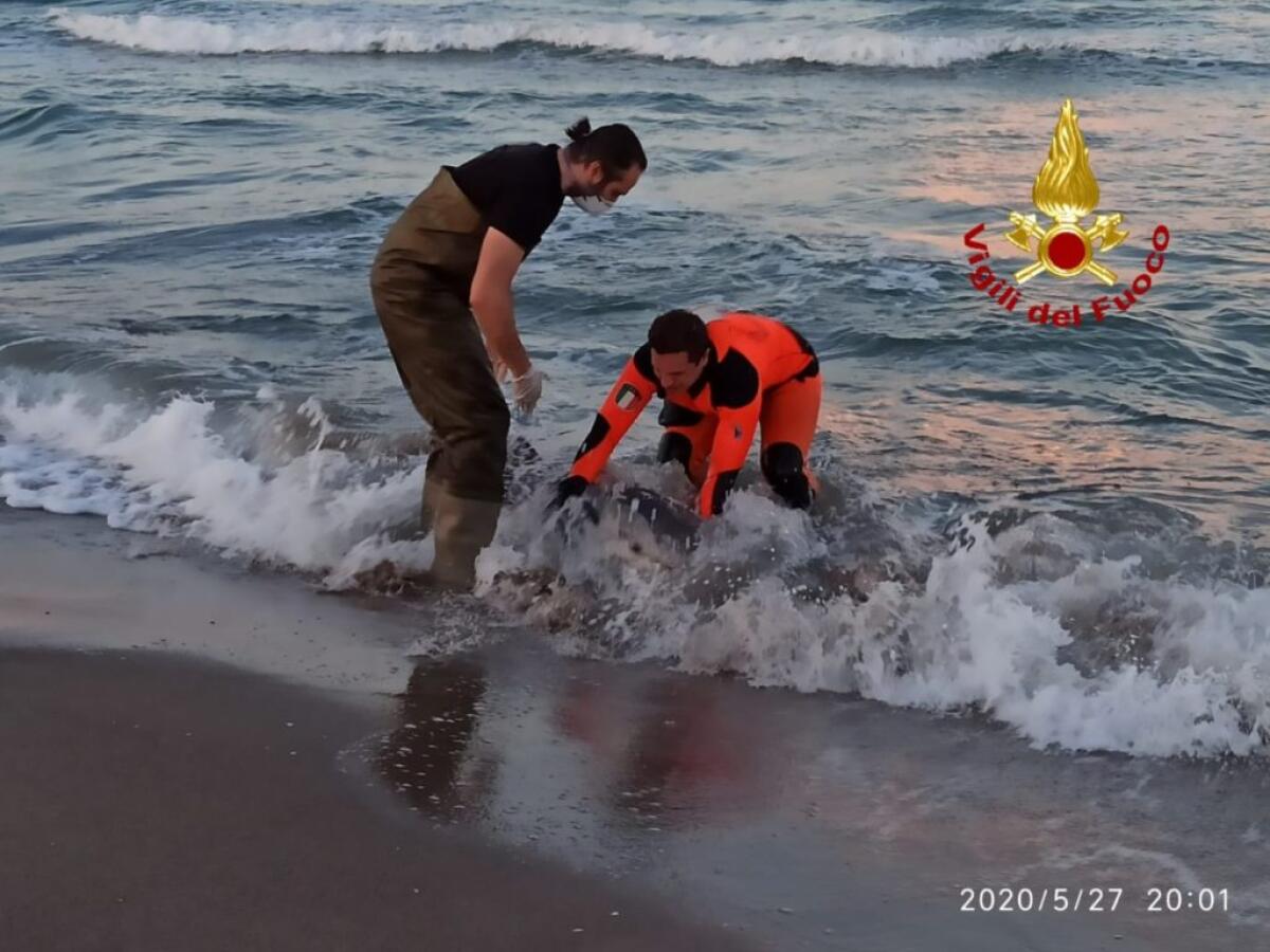 VIGILI DEL FUOCO TENTANO DI SOCCORRERE UN DELFINO ALLA PLAIA DI CATANIA. - 