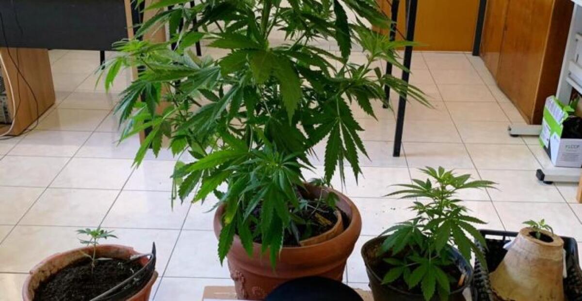 VIZZINI: DETENEVA IN CASA PIANTA E FRUTTO: DENUNCIATO PER DETENZIONE DI DROGA - 