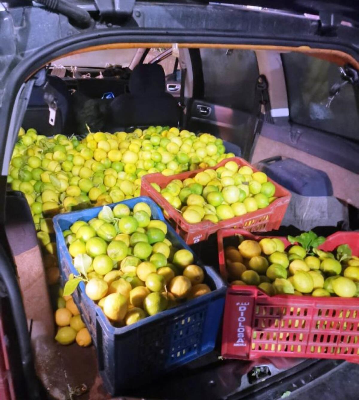 ARRESTATO PATERNESE IN TRASFERTA A MASCALI:  RUBANO OLTRE 300 CHILI DI LIMONI - 