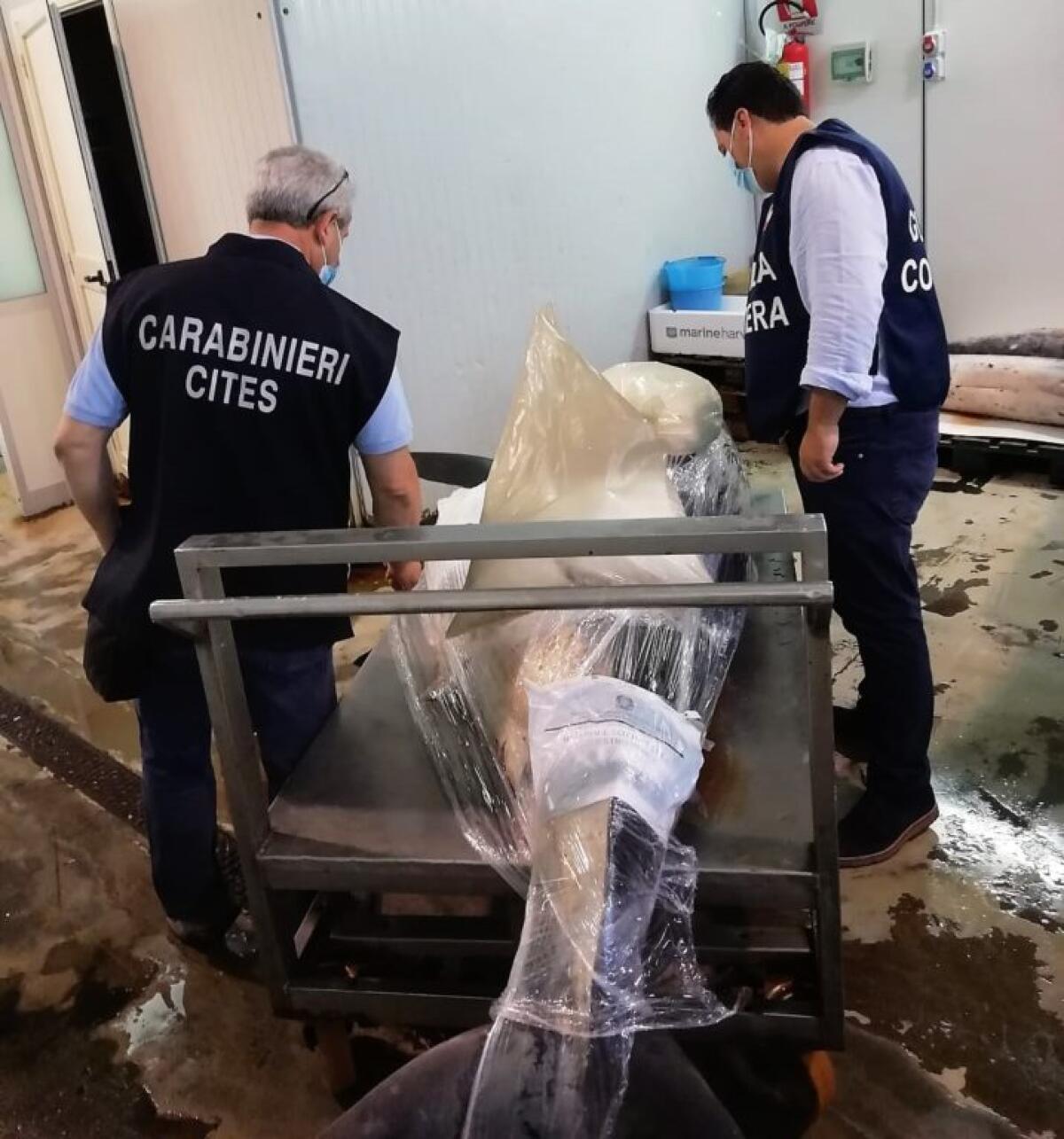 RITROVATO E SEQUESTRATO LO SQUALO MAKO PESCATO A CATANIA - 