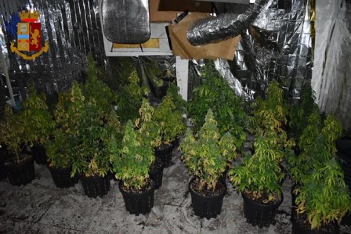 CATANIA, VACCARIZZO: VANNO NELLA LORO CASA A MARE E TROVANO UNA PIANTAGIONE DI MARIJUANA - 