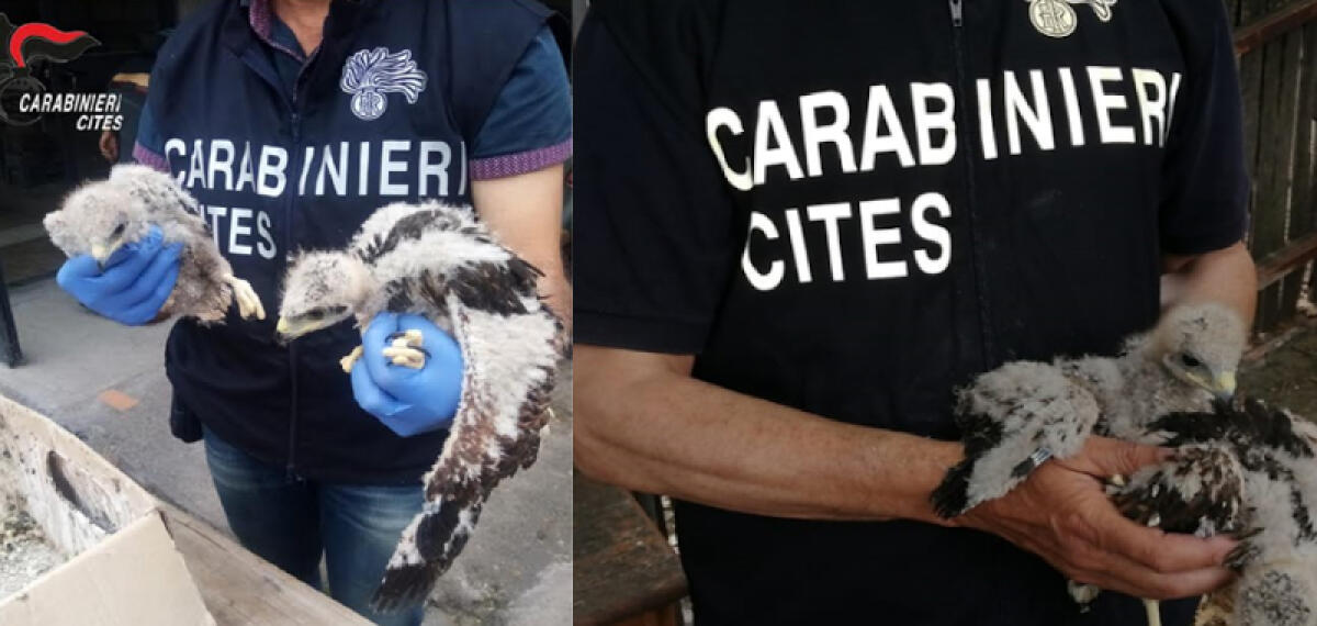 CARABINIERI FORESTALI, OPERAZIONE IN SICILIA CONTRO IL BRACCONAGGIO DI SPECIE PROTETTE - 
