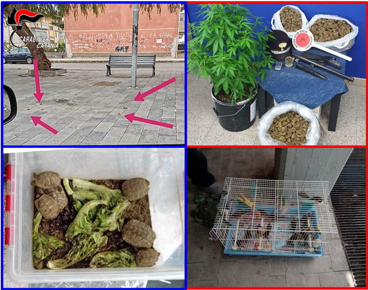 CATANIA. SEQUESTRATI 4 KG DI MARIJUANA E 1 FUCILE. DENUNCIATE 4 PERSONE - 