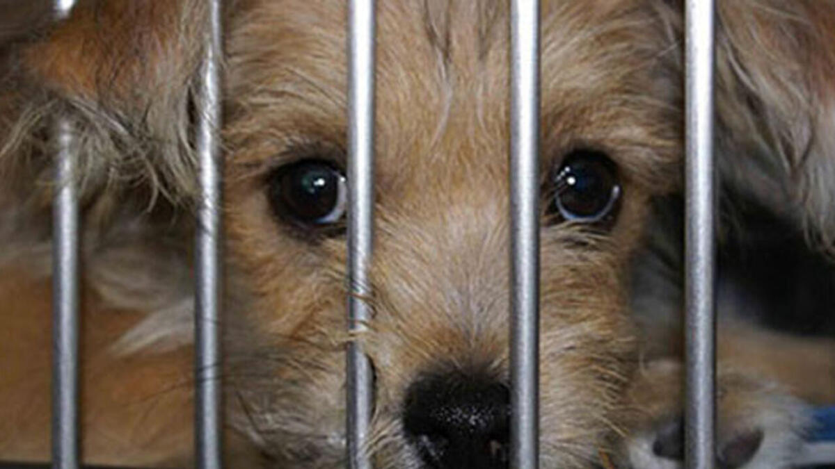 CATANIA: TRASPORTA 16 CANI RINCHIUSI IN GABBIE STRETTE PER VENDERLI ABUSIVAMENTE, DENUNCIATO - 