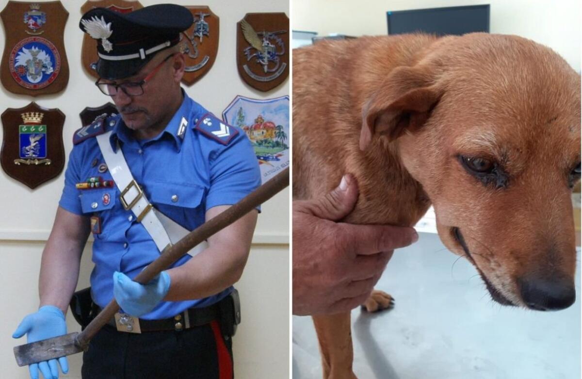 MESSINA: Picchiato con una zappa e sepolto vivo in Sicilia, un cane viene salvato in extremis - 