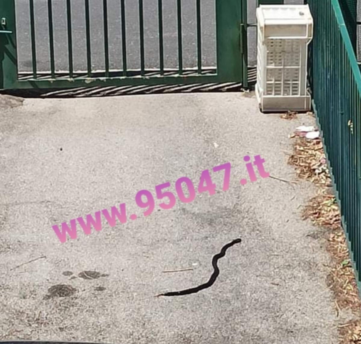 PATERNO': SERPENTE IN CORTILE, INTERVENGONO I VIGILI DEL FUOCO - 