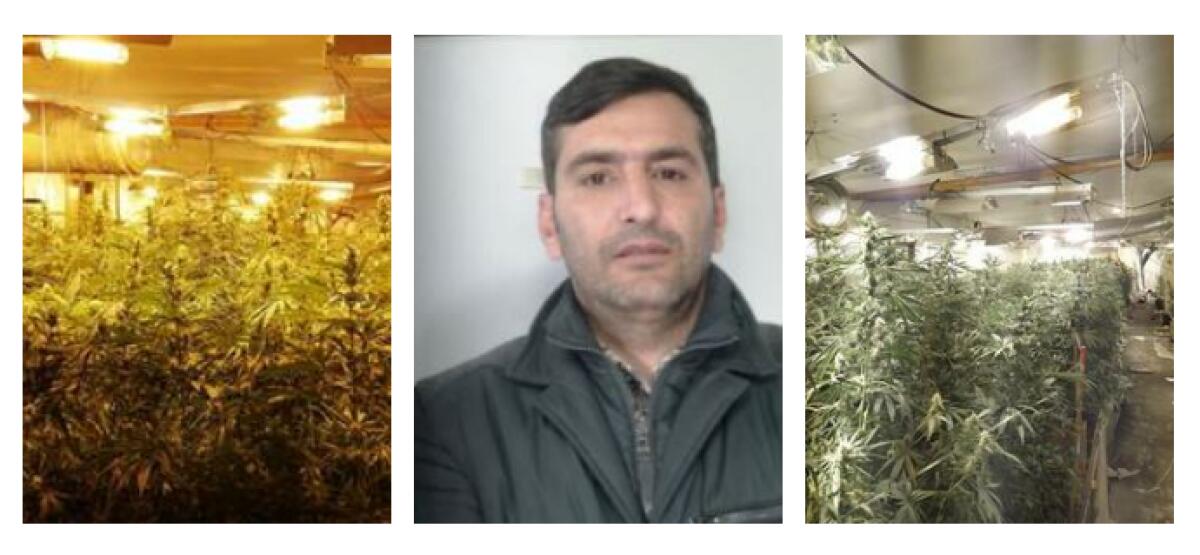 CATANIA MAXI PIANTAGIONE DI DROGA NEL CENTRO STORICO . LA DROGA, AVREBBE FRUTTATO 750.000 EURO - 