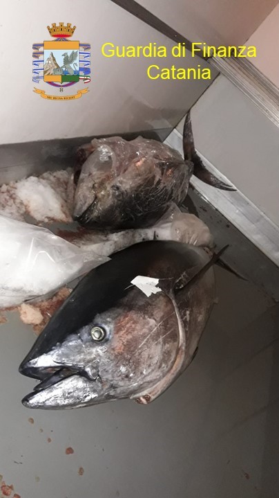 GDF SEQUESTRA 2 ESEMPLARI DI TONNO ROSSO AL FARO BISCARI