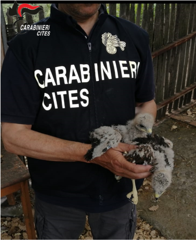 CARABINIERI FORESTALI, OPERAZIONE IN SICILIA CONTRO IL BRACCONAGGIO DI SPECIE PROTETTE