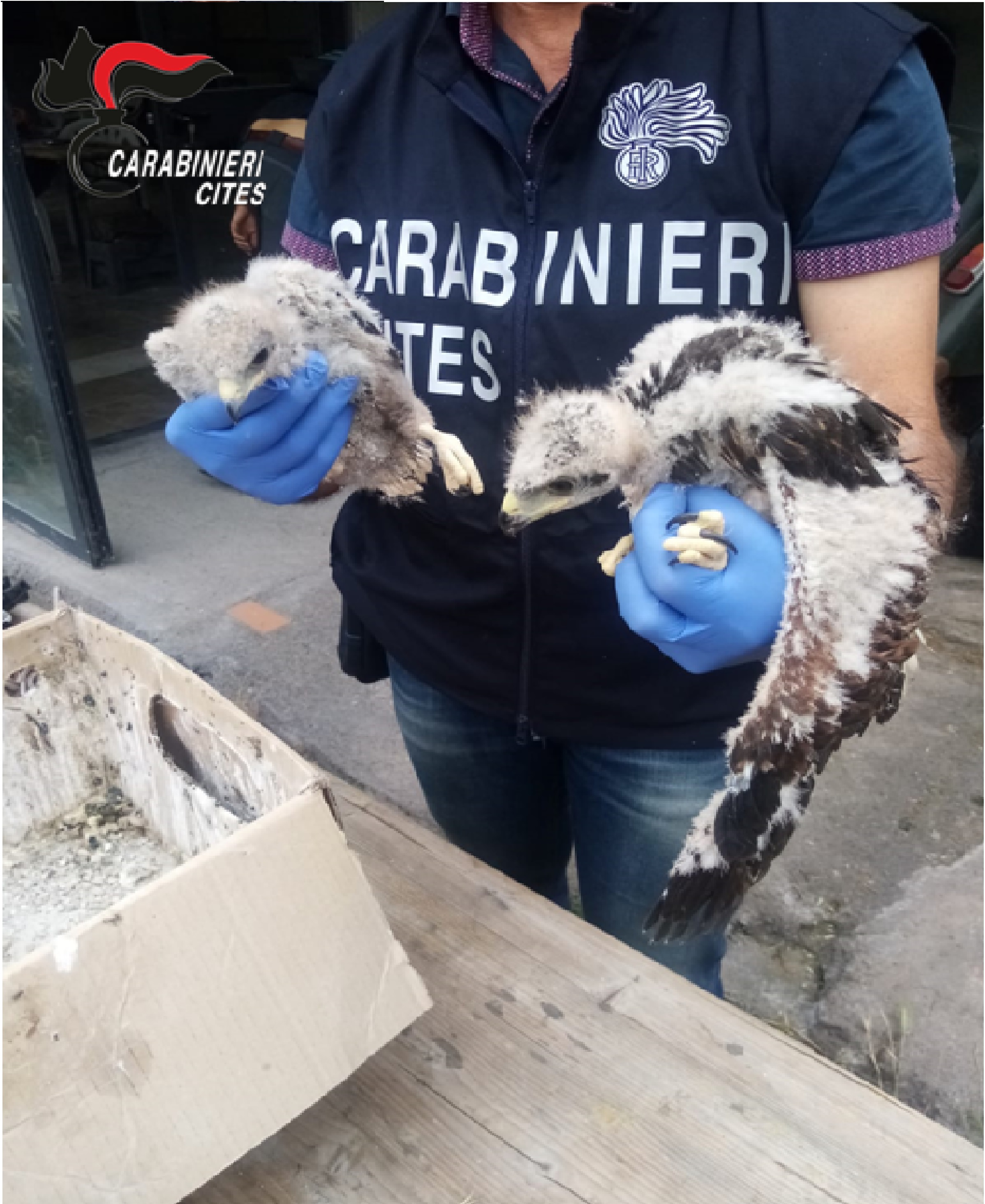 CARABINIERI FORESTALI, OPERAZIONE IN SICILIA CONTRO IL BRACCONAGGIO DI SPECIE PROTETTE