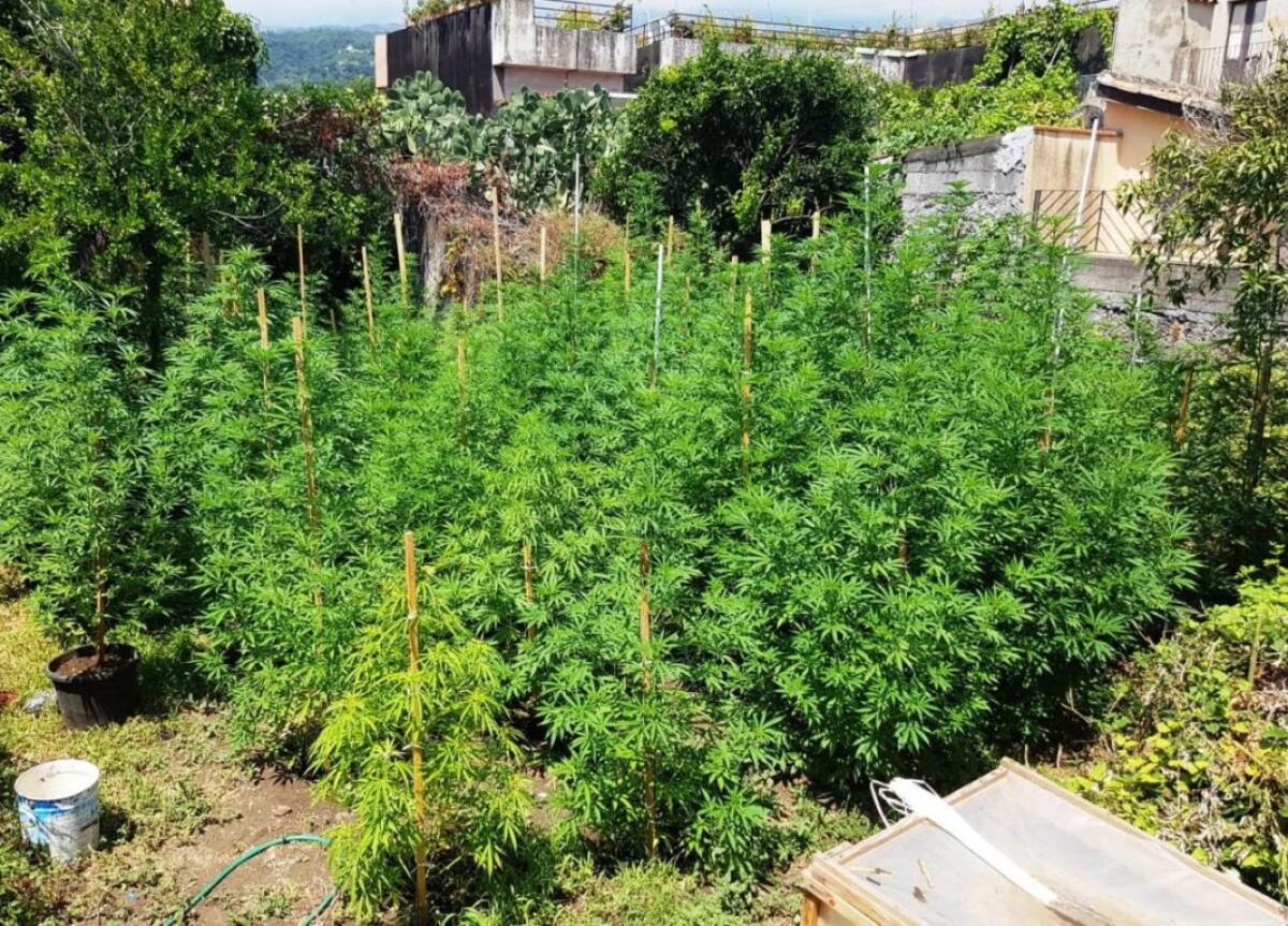 GIARRE: INCENSURATO BECCATO MENTRE IRRIGA LA CANNABIS - 