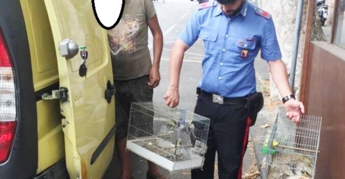 CATANIA: DENUNCIATO PERCHÉ' VOLEVA VENDERE SOTTOBANCO VOLATILI DI SPECIE PROTETTA - 