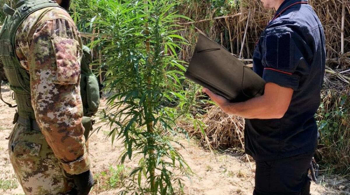 MAZZARRONE: SCOPERTA PIANTAGIONE DI CANNABIS: ARRESTATO 34ENNE - 