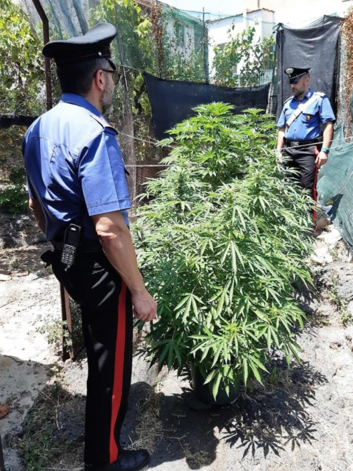 CATANIA. MINI PIANTAGIONE DI CANAPA SEQUESTRATA - 