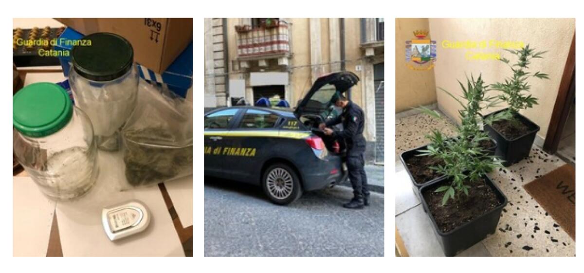 CATANIA: IN CASA HA  PIANTE DI MARIJUANA: ARRESTATO 36ENNE - 