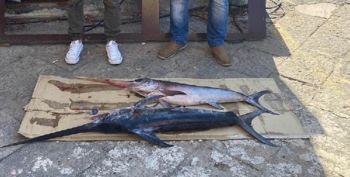 CATANIA, SEQUESTRATI ALLA PESCHERIA 250 CHILI DI PESCE - 