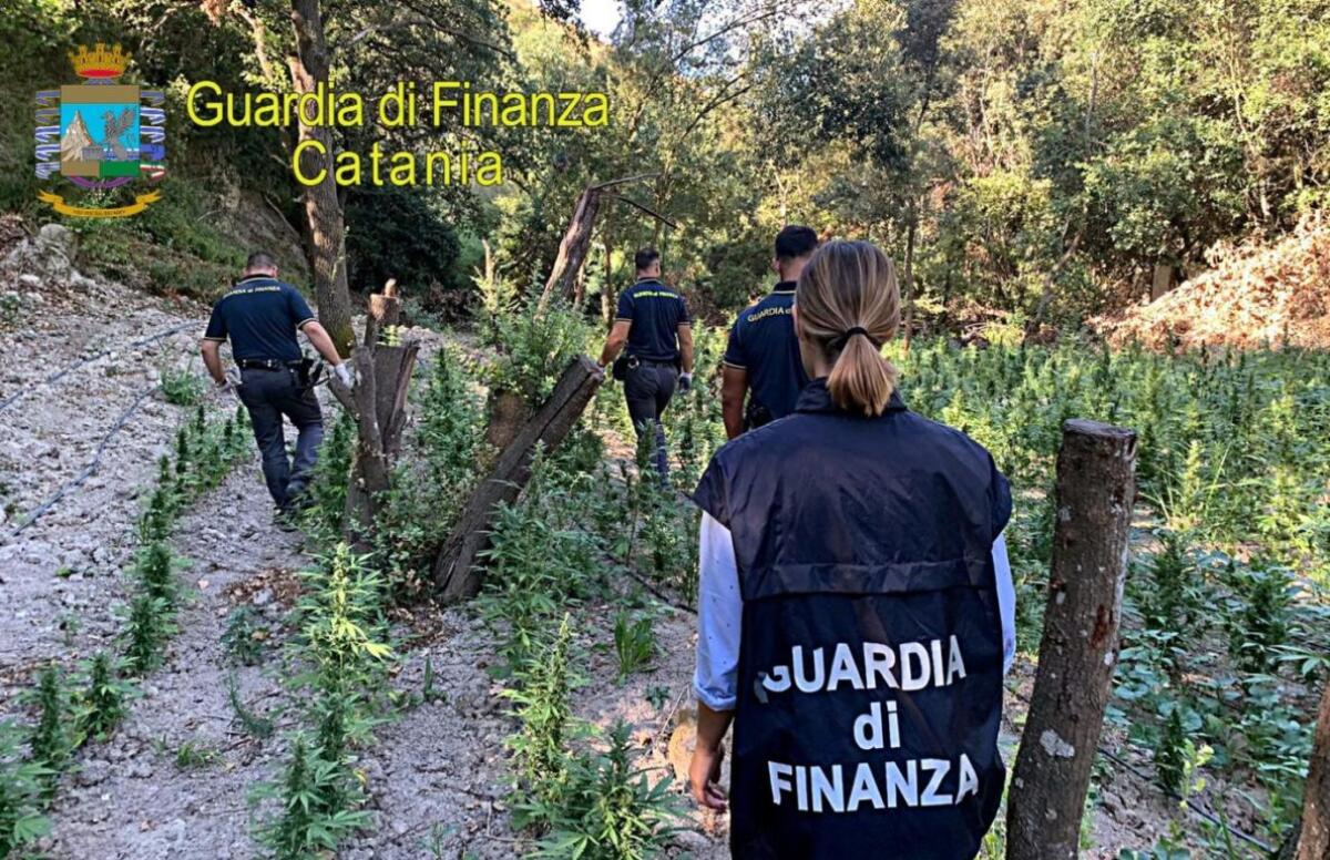 SCOPERTA PIANTAGIONE DI MARIJUANA DI 2.500 PIANTE NEL TERRITORIO DI LICODIA EUBEA PER UN VALORE DI OLTRE 2 MILIONI DI EURO - 