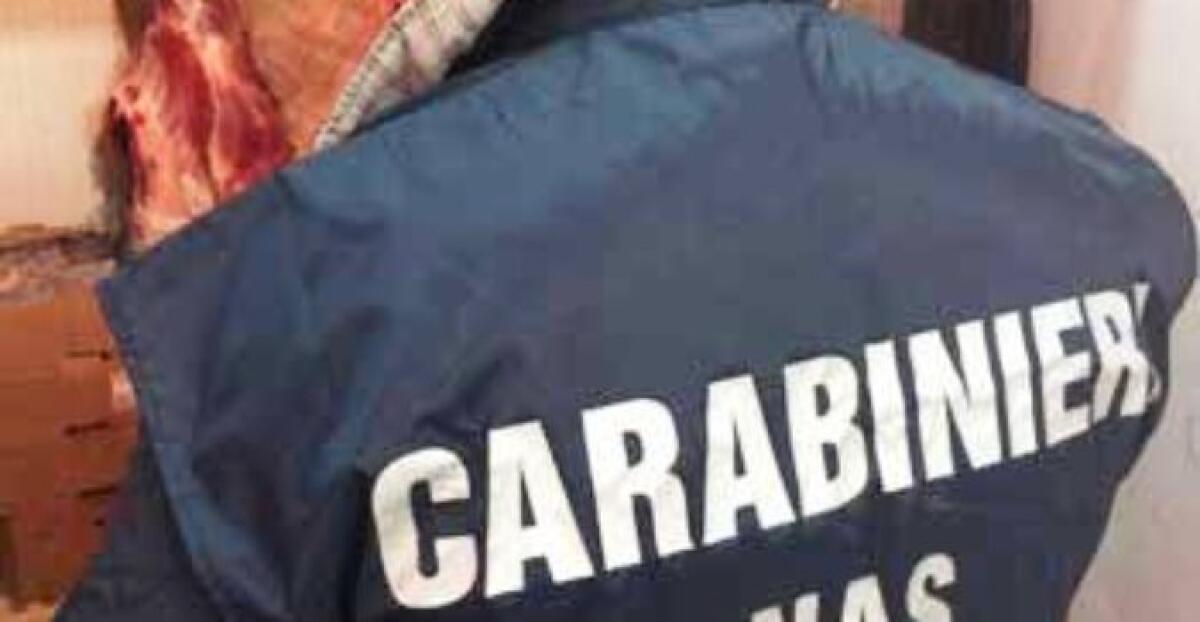 CATANIA: CARNE DI CAVALLO MACELLATA CLANDESTINAMENTE: GIÀ ANDATA A MALE MA ERA PRONTA PER LA VENDITA IN UNA MACELLERIA DEL CENTRO - 