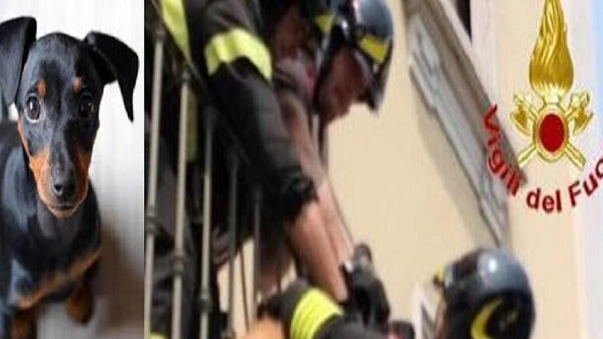 E’ MORTO IL CAGNOLINO ABBANDONATO SUL BALCONE A CALTANISSETTA - 