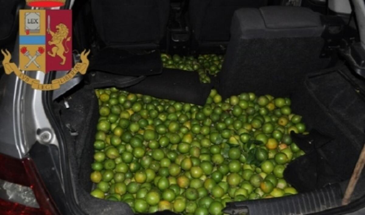 ARRESTATI DUE CATANESI, SORPRESI A LENTINI A RUBARE CIRCA 500 KG DI LIMONI - 
