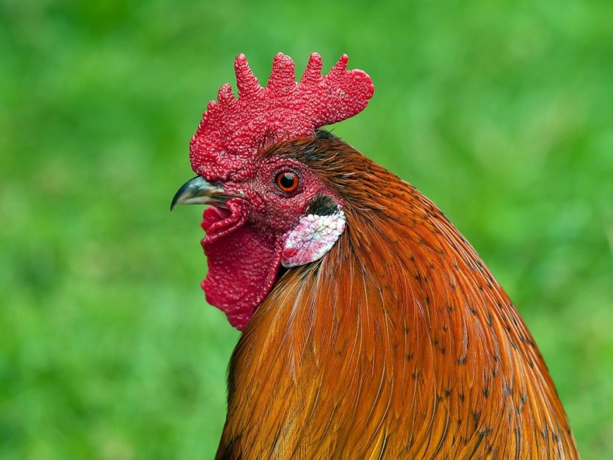 ACIREALE – INFASTIDITO DAL CANTO DI UN GALLO ACCOLTELLA IL PROPRIETARIO, ARRESTATO 65ENNE - 
