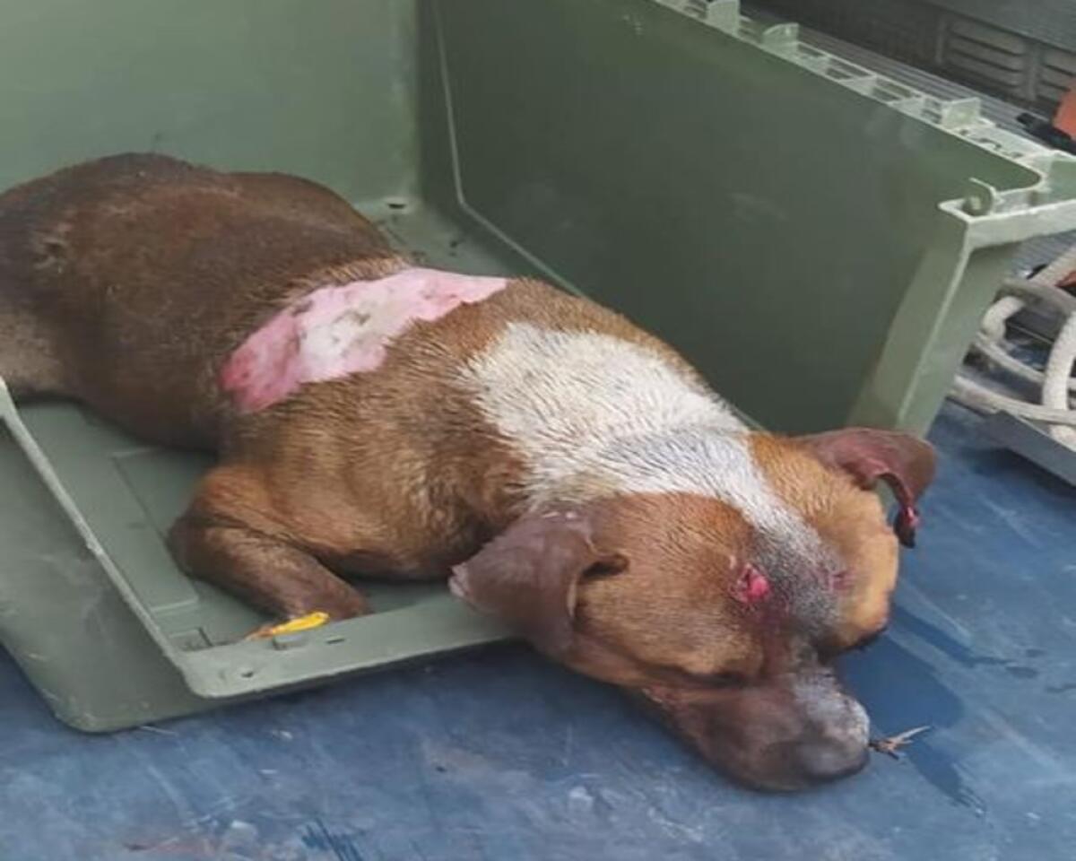 PATERNÒ: CANE UCCISO A COLPI DI PIETRE TRA LE FIAMME - 