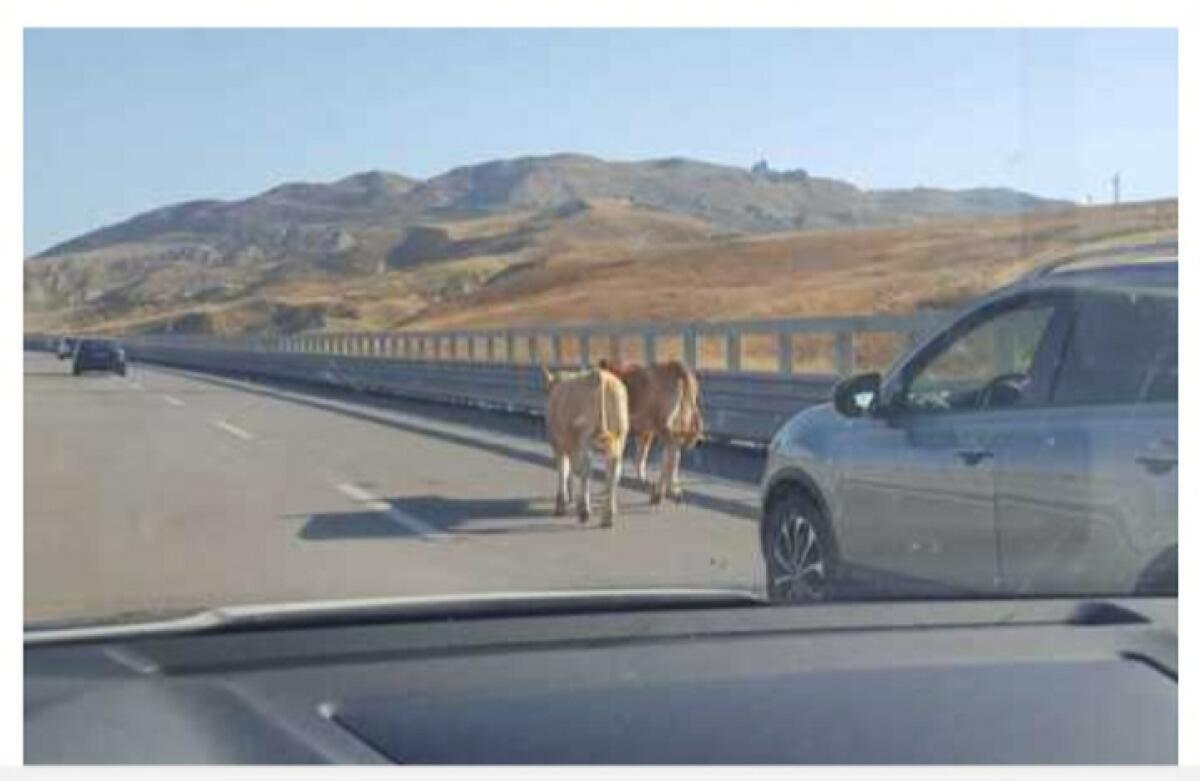 DUE VITELLI SULLA A19, SORPRESA E PAURA TRA AUTOMOBILISTI - 