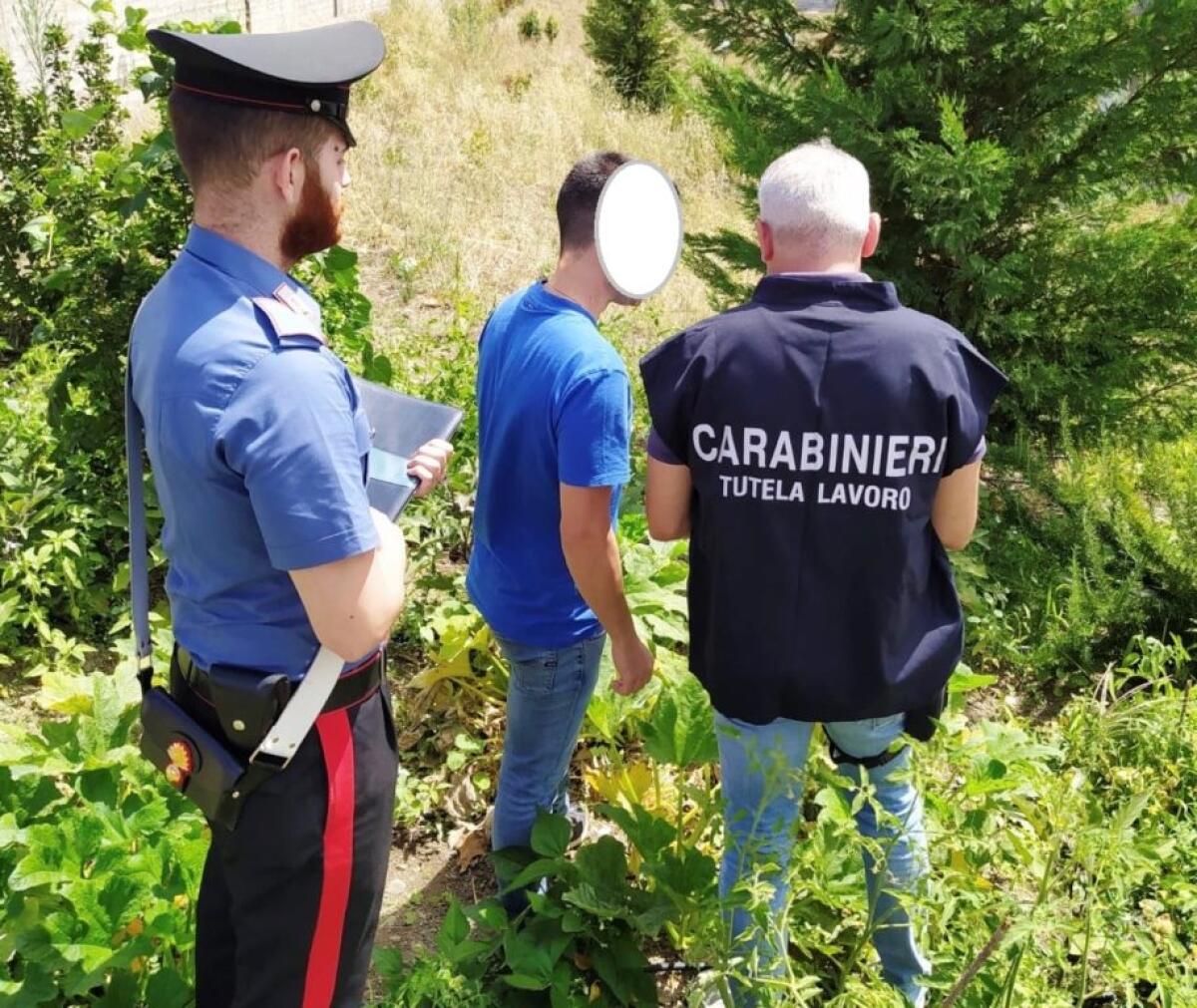 CONTROLLI NELLE AZIENDE AGRICOLE CONTRO IL LAVORO NERO,  SU 23 LAVORATORI 11 ERANO IRREGOLARI - 