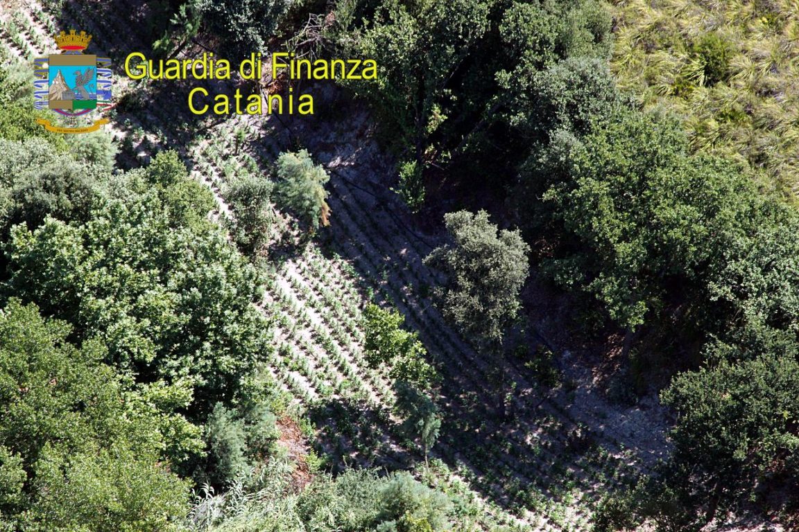 SCOPERTA PIANTAGIONE DI MARIJUANA DI 2.500 PIANTE NEL TERRITORIO DI LICODIA EUBEA PER UN VALORE DI OLTRE 2 MILIONI DI EURO