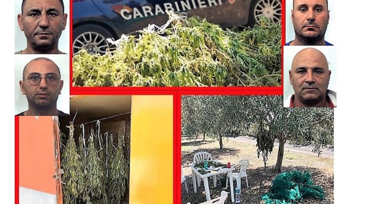 SEQUESTRATI 70 KG DI MARIJUANA IN UN FONDO A BELPASSO. QUATTRO LE PERSONE ARRESTATE - 