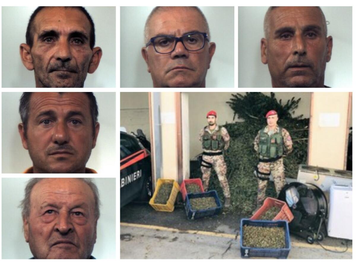 MAXI PIANTAGIONE A PATERNÒ: SEQUESTRO DA 1300 CHILI E 6 ARRESTI - 