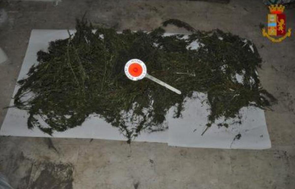 ADRANO, PIANTE DI CANAPA INDIANA COLTIVATE IN CANTINA: SEQUESTRATE - 