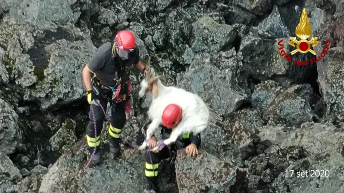 BRONTE: CAPRETTE CADUTE IN UNA VORAGINE SALVATE DAI VIGILI DEL FUOCO - 